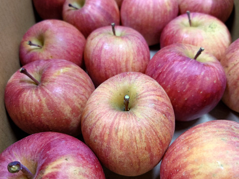 【訳あり★50%OFF★】家庭用青実果ふじりんご3㎏【長野県産】