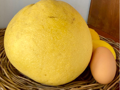 冬の贅沢「紅まどか」約3kg（家庭用）