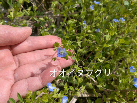 春先の柔らかなおまかせ野草セット🌿カラスノエンドウ、スギナ、ヨモギ、ハコベ、オオバコ、オオイヌフグリ、コツブツメクサ、カタバミ、その他 ※タイミングによって変化します※不用な野草はご連絡ください