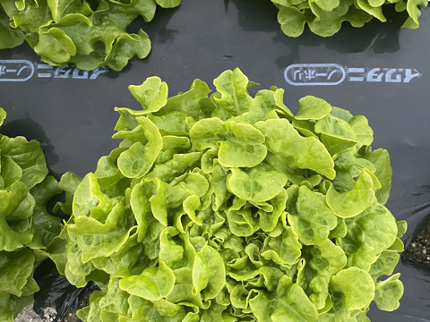 【福袋】玉ねぎ4kg🧅とキヌヒカリ玄米2kgその他葉物野菜など3種類以上の野菜セット