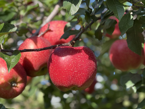 【３品種】詰め合わせ🍎🍏　おまかせ3キロ