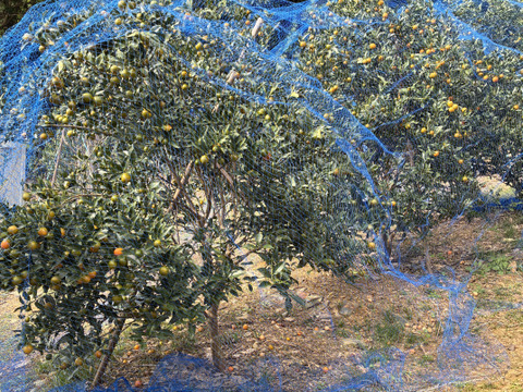 糖度23度！甘さ広がる金柑タマタマ(300g)