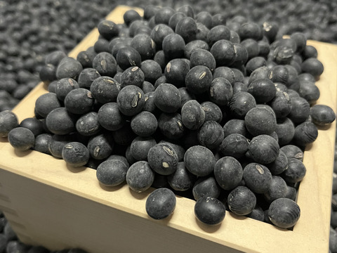 丹波篠山産 黒大豆（令和5年産） 500g 日本農業遺産認定の黒豆：兵庫県
