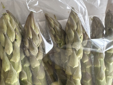【春の至福】口の中で甘さが弾ける！極太2Lサイズ　アスパラ800g｜北海道上富良野産・雪解けの恵み✨通販サイト年間4500件以上販売👑✨フラノラルム【春芽】