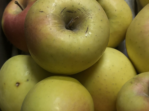 🍏売り尽くし🍏黄色りんご「もったいない」レスキュー便　【規格外品】３Kg　９個から１５個入り