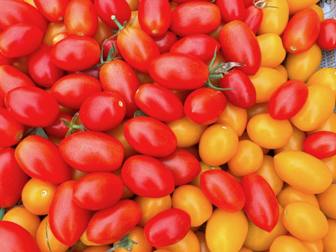 アイコ＆イエローアイコ‼️コンパクトBOXいっぱいに詰め込んで。800ｇ～