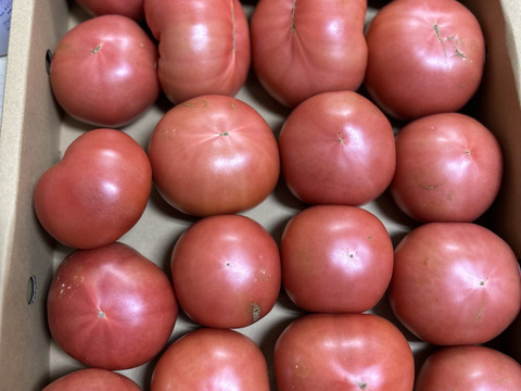 【訳有り品】キズあり不揃いトマト約3.6キロ