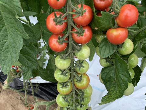 【農薬不使用】ハウス栽培　ピンポン玉のようなミニトマト3Kg