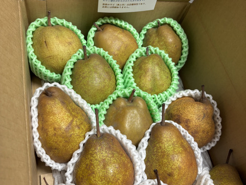 食べ比べ！西洋梨詰め合わせ 3kg 家庭用 10〜16玉入り　ラフランス・シルバーベル 山形県産西洋梨ラフランス