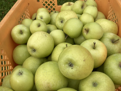 ラスト1箱2種盛！お試しラフランス3キロ＋訳あり王林3キロ　合計6キロ以上。　農薬半減栽培で安心安全