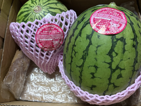 ❣️種ごと食べられる❣️薄皮極甘シャリシャリ食感小玉西瓜【ピノガール】2玉3.5kg以上《大阪府エコ農産物“大阪産（もん）”農薬・化学肥料不使用認証》