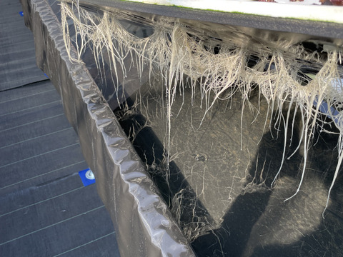 シャキッと新鮮！サニーレタス(ロロロッサ)1kg(500gｘ2p)