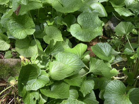 【爽やかな辛味】天然清流葉わさび