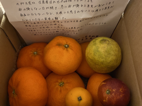 箱込約2㌔　甘平　愛媛県鉄板アイテム