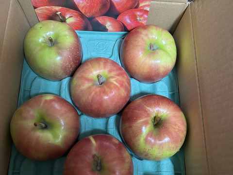 綺麗な葉とらずサンつがる 3キロ箱 7～11玉 長野県産