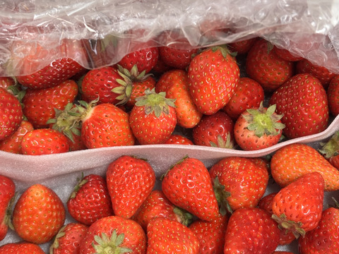 【大特価!!春SALE】
ばら詰めいちごBOX！