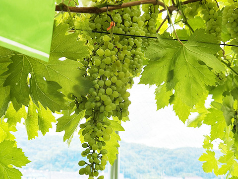 世界最大最古ぶどう！岡山県産ネヘレスコール（1～2房）