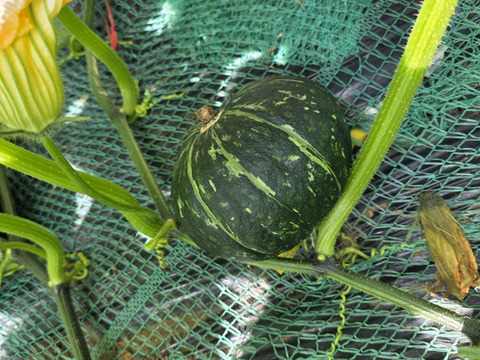 【ホクホク！!】三浦かぼちゃ２個入り　本州限定