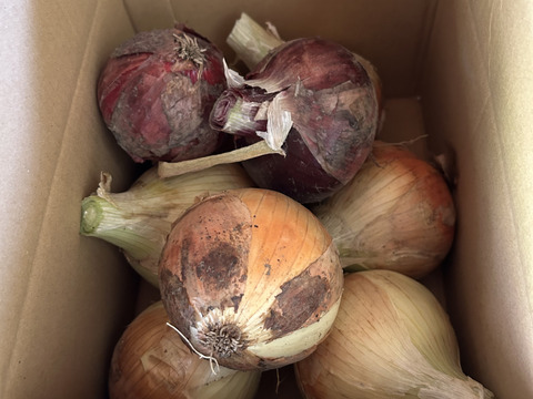 まずはこれから！お試し商品！サラダ用紫玉ねぎ2個と新玉ねぎの詰め合わせで2kg
