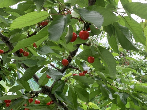 【訳あり】ご家庭用‼︎数量限定‼︎コスパ抜群‼︎1kg‼︎お買い得‼︎東根産佐藤錦