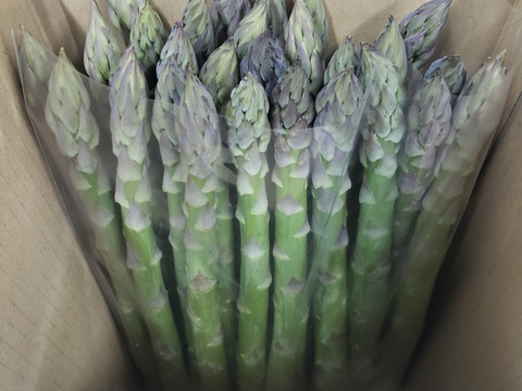 鮮度抜群！那須高原アスパラ太め900g