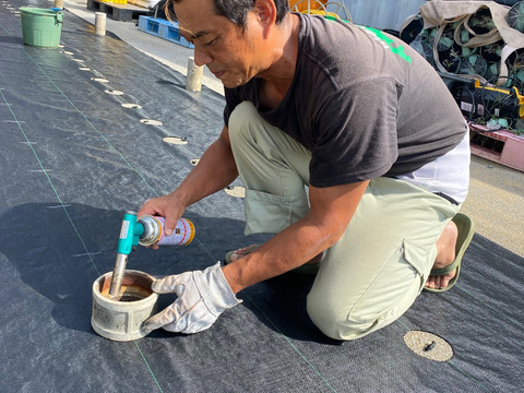 転換期間中 JASオーガニック！プレミアム完熟ゴールドバレル２ｋｇ(１～３個)　沖縄パイナップルの王様！『沖縄県西表島パイナップル』