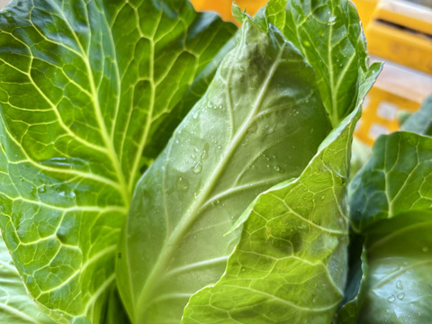 朝採り旬野菜セット(８０サイズ)