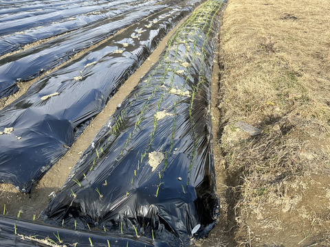 玉葱　七宝甘70　奈良県五條市産