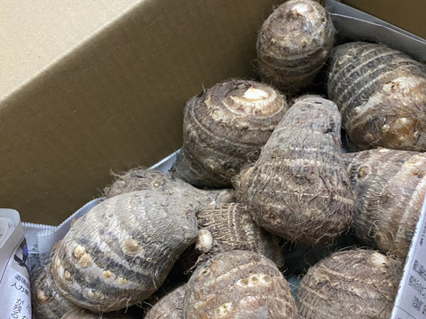 今が旬！里芋(愛媛農試V2号)のおいしさをお届け(3キロ)