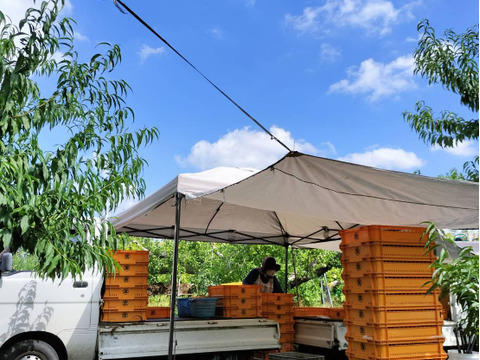 お手頃丸かじり桃!!『川中島白桃 2kg』☆数量限定☆【小玉品】