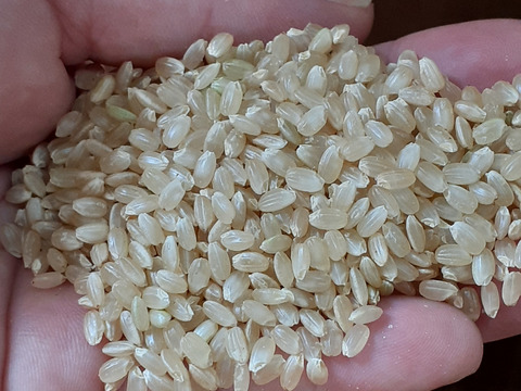 淡路島産コシヒカリ(玄米)１０kg　令和５年産