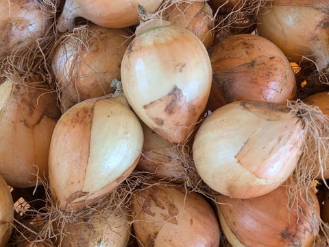 【規格外】有機JAS！玉ねぎ（箱込5kg)