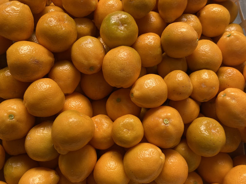 期間限定！金柑２．３キロ　7日収穫分