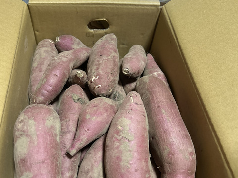 掘りたてでもおいしい！【さつま紅はるか】元気にスタート！かごしまのさつまいもはそのやま農園　“さつま紅はるか”　使い勝手の良いML品  掘りたてでもおいしい→貯蔵して超絶おいしい！5ｋｇ　有機ＪＡＳ