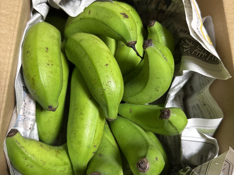 【期間限定】島バナナ　1.5ｋｇ