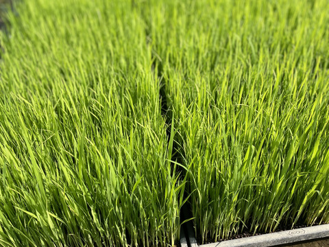 3拍子揃った『七城の米ヒノヒカリ』8k