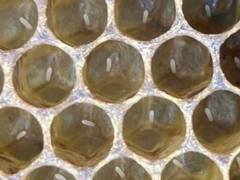 やさしい甘さの百花蜜（500g）
2025年産