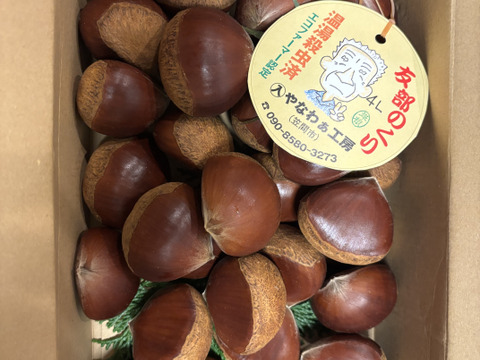 笠間の栗4Lサイズ×1kg（温湯殺虫済み）