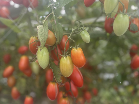 【期間限定】6月30日まで特別価格☆カラフルミニトマト3.5kg有機JAS認証☆