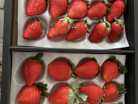 【大容量2トレー】おうちでワイワイ！家庭用＆加工用イチゴ【訳あり３人分】【いちご食べ比べ】