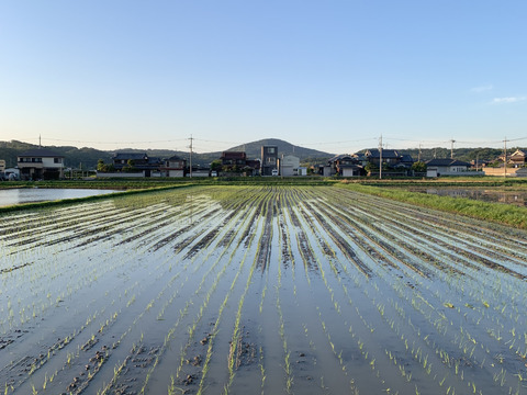 もち米　農薬肥料不使用の自然栽培【ヒヨクモチ】令和五年度産 白米2kg(1kg×2袋) 兵庫県産