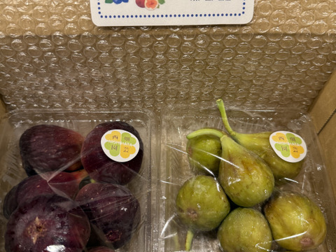 いちじく　２種セット　ドーフィン＆いちじくバナーネ　予約販売　順次配送