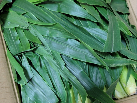 【旬のヤングコーンを新鮮に】期間限定！皮つききみひめヤングコーン　60サイズ箱満タン詰め！30本前後になります！