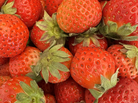 ジャム用有機いちご2kg　（有機JAS認定　熊本産　恋みのり）