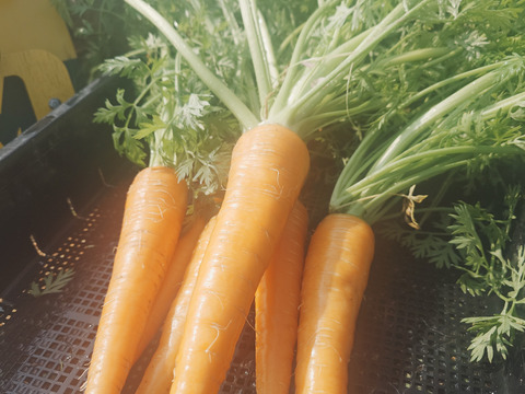 自然栽培　農薬不使用　無肥料　固定種  人参葉 品種 自然農法 にんじん葉つき1キロ60サイズ