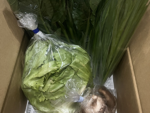 お試し！旬の野菜セット＜栽培期間中農薬・化学合成肥料不使用＞（4～5品目）