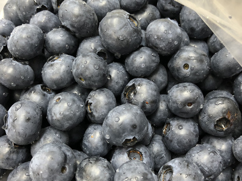 冷凍ブルーベリー 千葉県産 無農薬 1,5kg - フルーツ