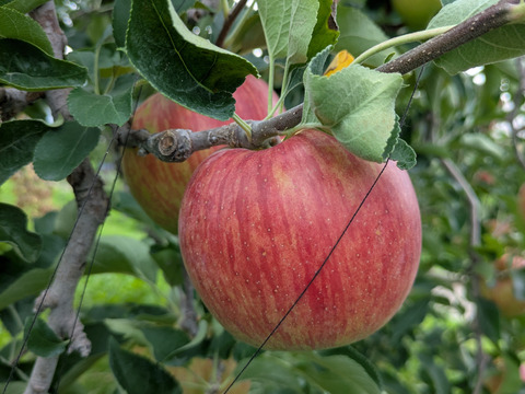甘さが際立つつがる（自家用）3㎏