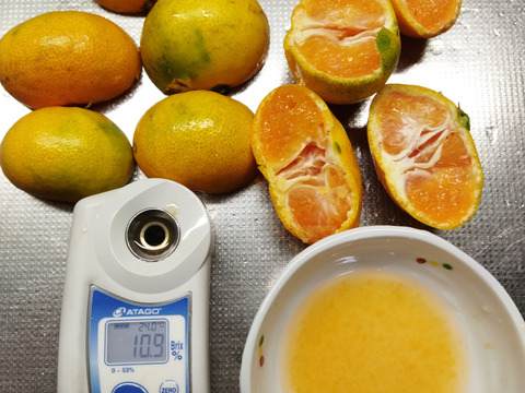 家庭用　極早生みかん　箱込み４.5キロ