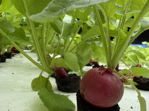 さかなが作った究極のスペシャリティ野菜　リーフレタス&サニーレタスセット270g ×2株ラディッシュ5株セット